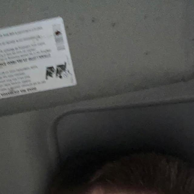 Taz in an approved personal photo from January 2023